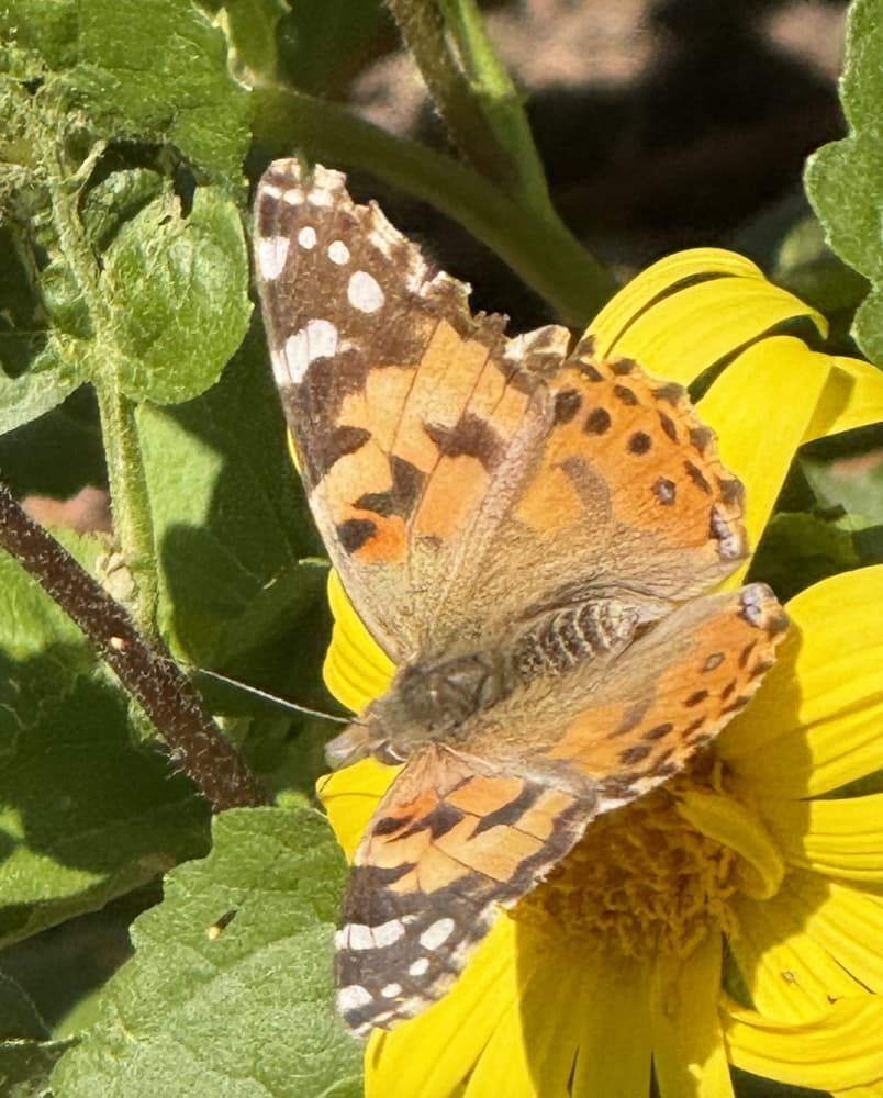 A butterfly resting on a yellow composite flower.
