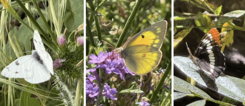Three photos of butterflies on native wildflowers: a cabbage white, an orange sulphur, and a California sister.