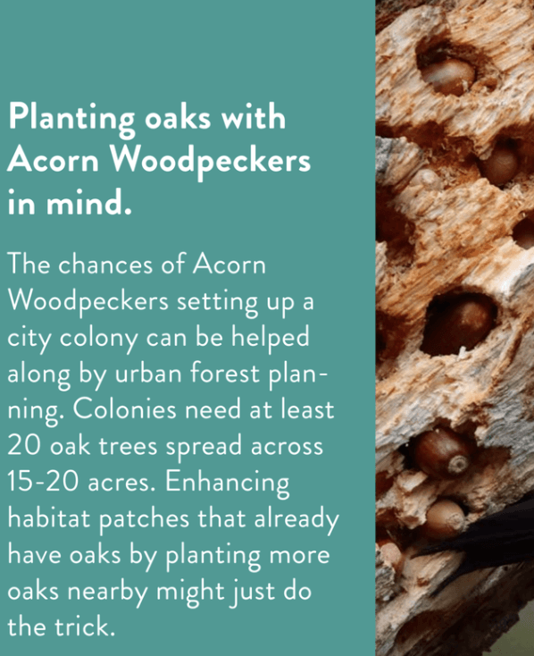 Callout card: 'Planting oaks with Acorn Woodpeckers in mind. The chances of Acorn Woodpeckers setting up a city colony can be helped along by urban forest planning. Colonies need at least 20 oak trees spread across 15-20 acres.'