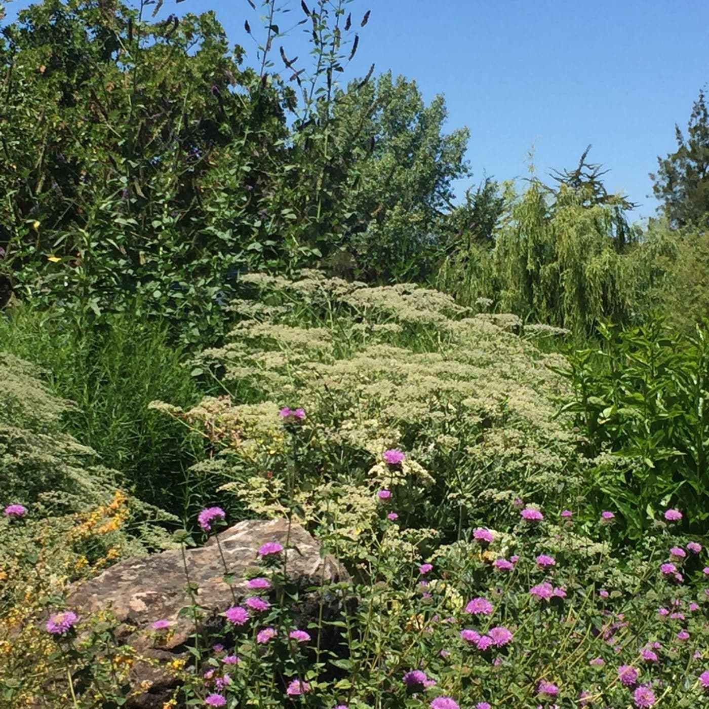 A dense, abundant native and pollinator garden bed with yarrow, lupine, California poppies, and other flowering perennials.
