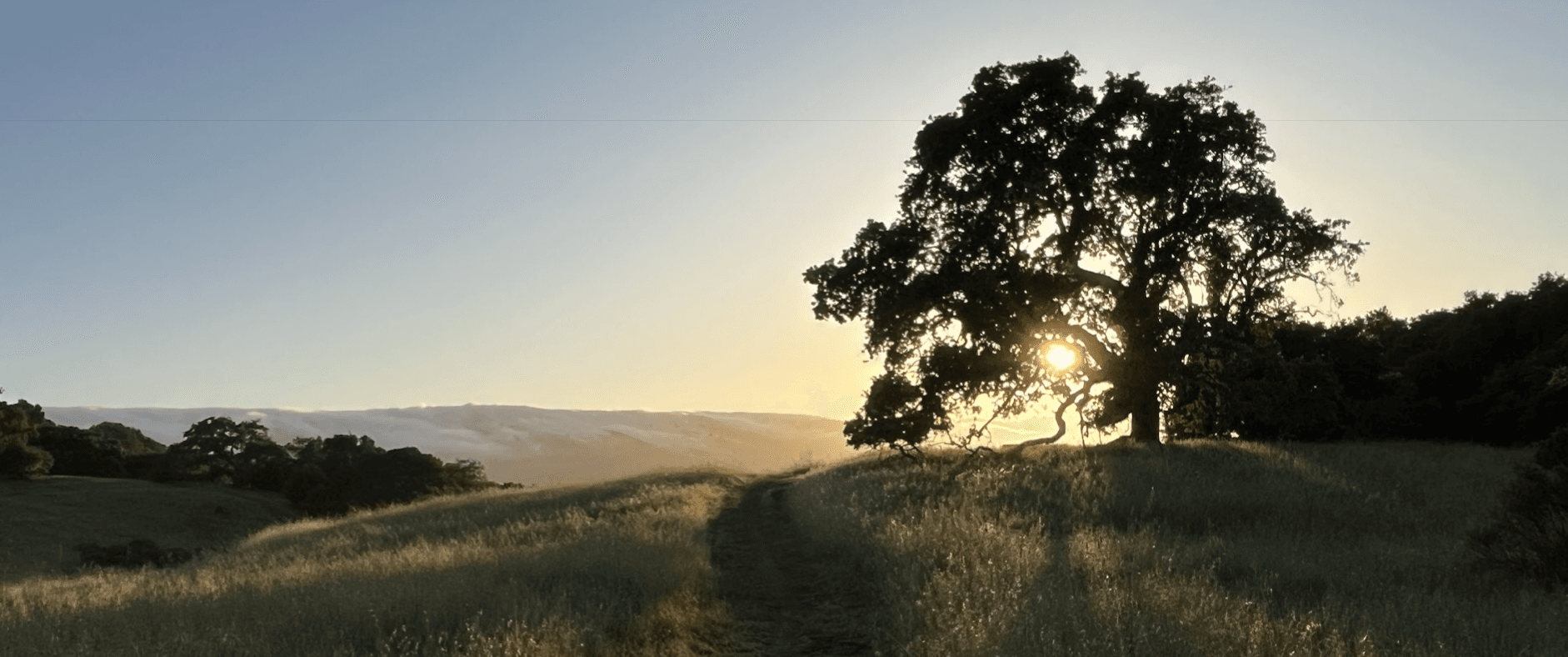 A silhouetted native oak tree on a grassy hillside at sunset, with fog rolling through the valley beyond.