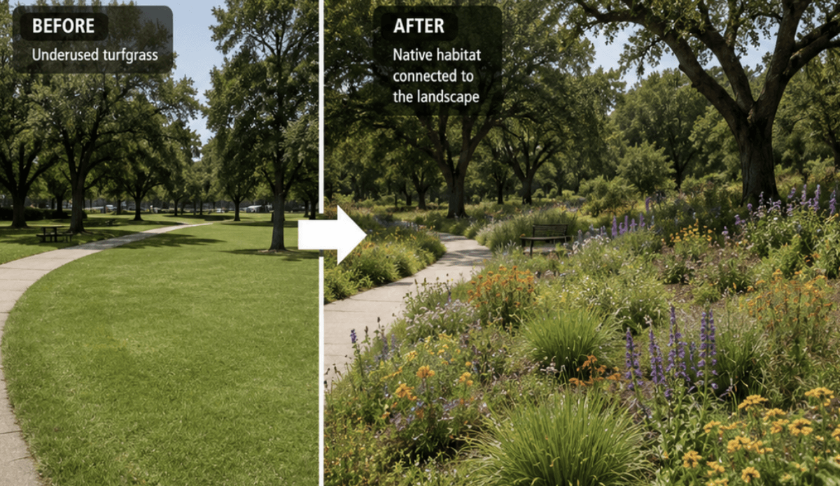 Before/after comparison: underused mowed turfgrass converted to a native habitat planting connected to the surrounding landscape.