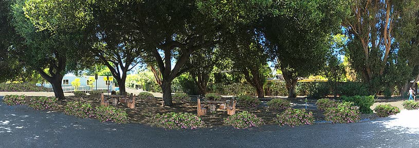 Proposed site with ceanothus