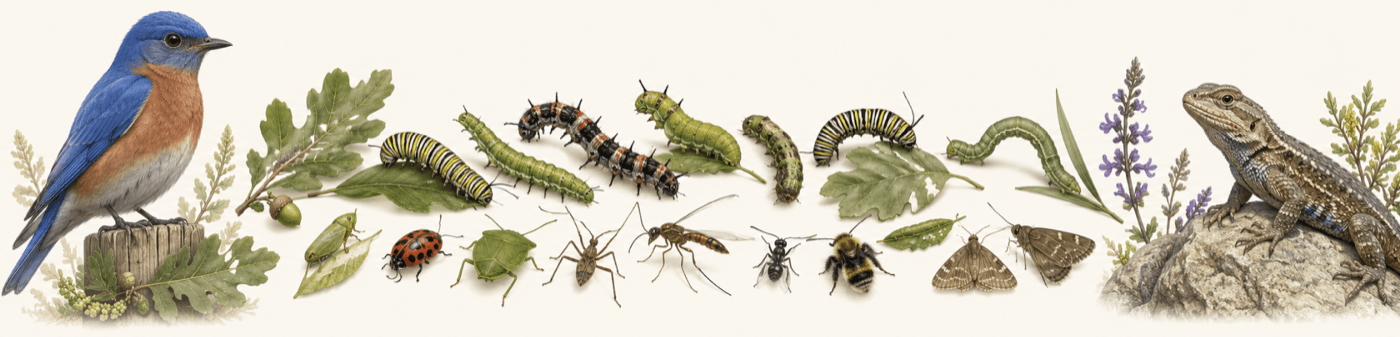 Illustrated strip of native wildlife: a bluebird, oak leaves and caterpillars, assorted pollinating insects, and a fence lizard.