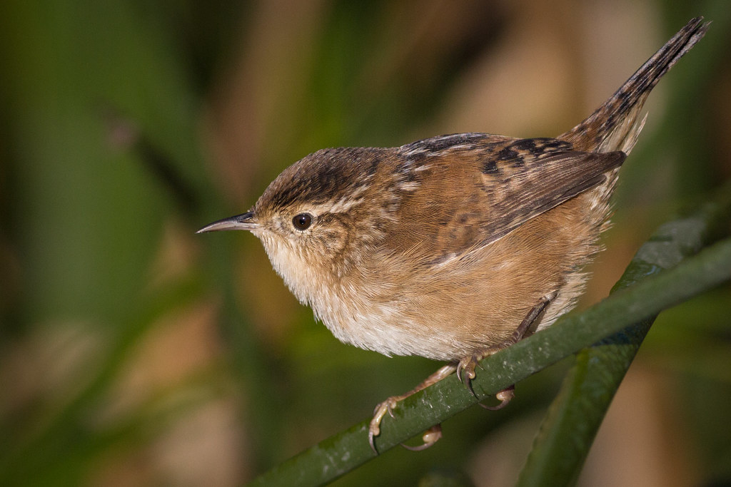 Image result for marsh wren sf bay