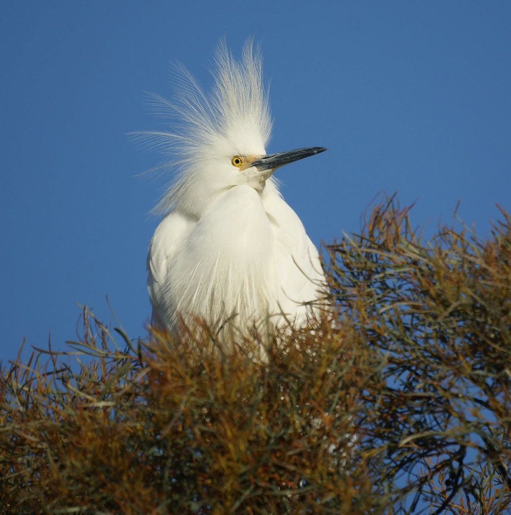 Image result for egret baylands
