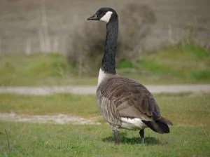 Image result for canada goose baylands