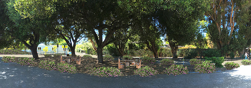 Proposed site with ceanothus